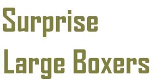 Surprise Box 3 Large Boxer